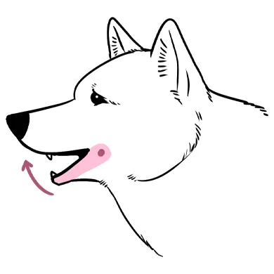 犬の横顔を描くときに気を付けること
基本的にイヌの口は、ピンク部分の下あごが動く構造になっております。