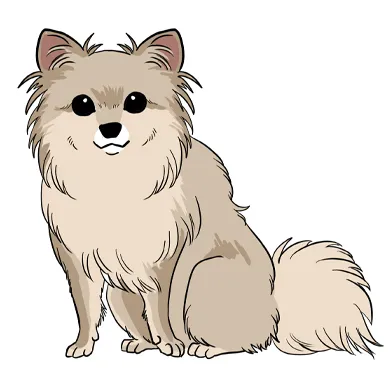 mix犬（ポメチワ）描き方
基本はポメラニアンをベースとして描くがチワワのようなシュッとした立ち耳と顔つきが特徴

ポメラニアンのベースを描く際詳しく知りたいときはこちら。