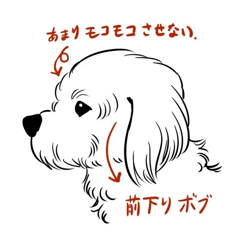 mix犬（マルプー）描き方
横顔はトイプードルをベースに耳の毛を前下がりおかっぱの様に描くとマルプーに見えます。
