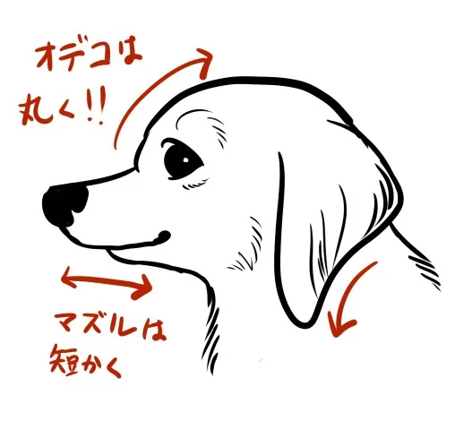 mix犬（チワックス）描き方
横顔はダックスフンドをベースにマズルを短めに描くとチワックスに見えます。