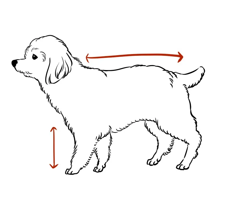 mix犬（マルプー）描き方
全身を描くにはトイプードルに似ると鮭の切り身の形状をベースになり、首や足が長くなる傾向にあります。
反対にマルチーズに似ると俵型がベースになった首や足が短くコロンとした見た目になります。