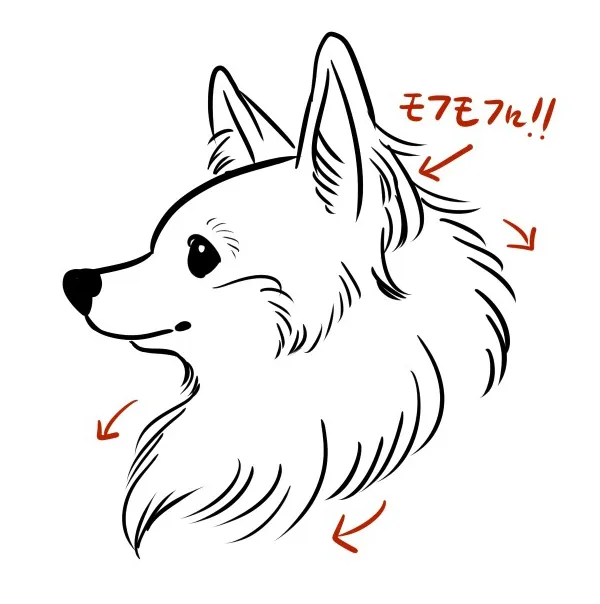 mix犬（ポメチワ）描き方
横顔はポメラニアンをベースにマズルを短めに描きますとポメプーに見えます。