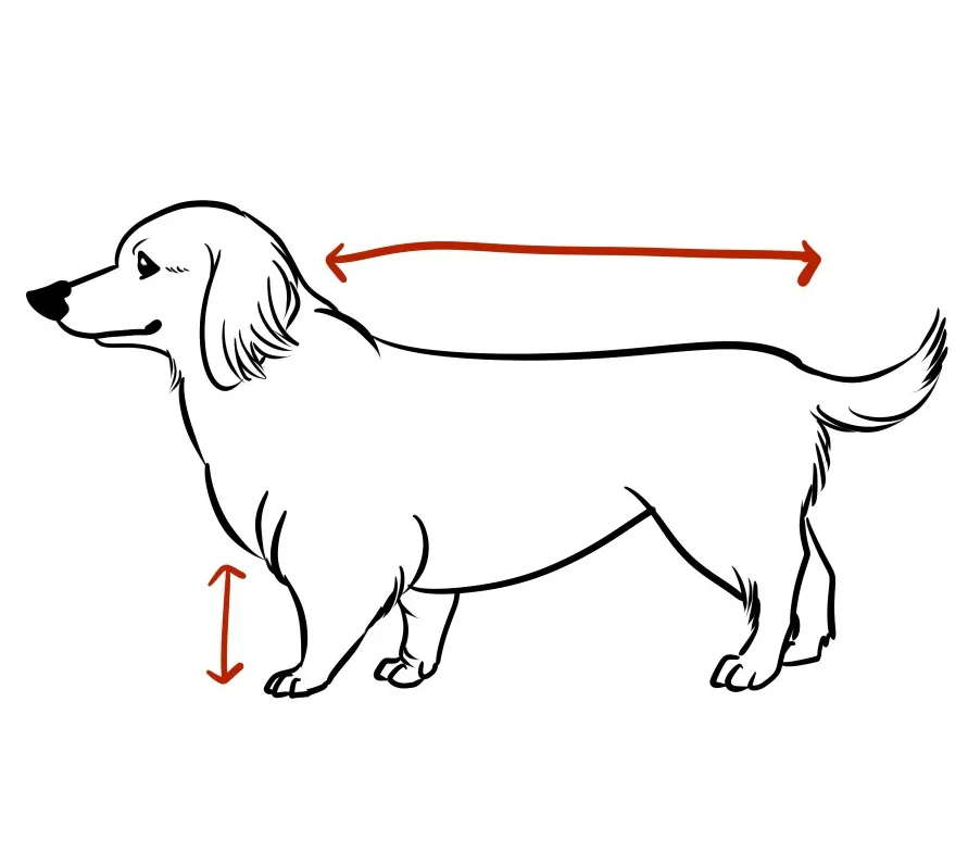 mix犬（チワックス）描き方
体型はどちらかというと胴長でダックス寄りの子が多く足の長さはミニチュアダックスよりは長めです。