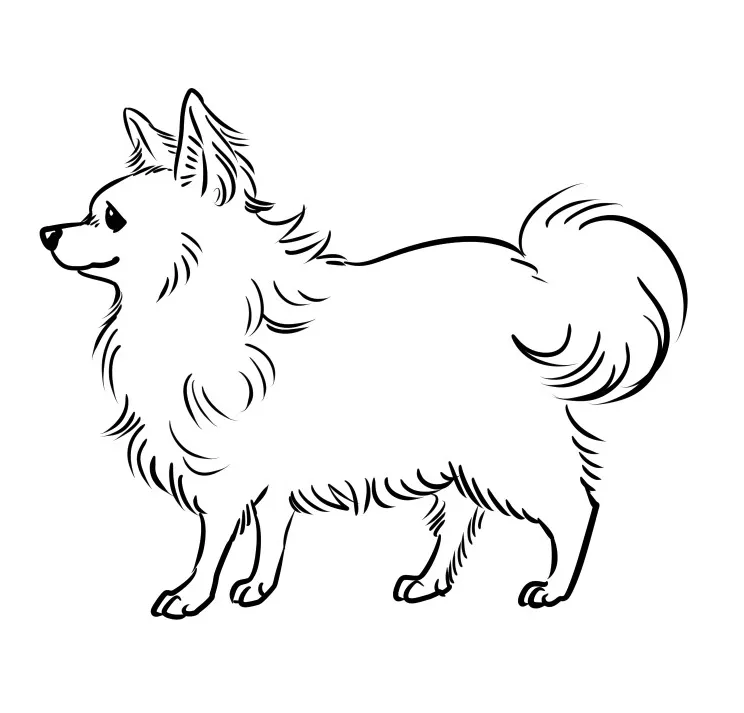 mix犬（ポメチワ）描き方
体型についてはポメラニアンの特徴のほうが濃くでることが多く、一般的なチワワよりも毛量が多くがっしりした体型になります。