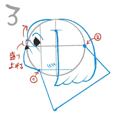 ペキニーズのイラスト講座
３．顔のシワは適度にデフォルメする

顔のシワは描きこみすぎると他のパーツの印象を薄くしてしまうので、上記画像の青線の適度にデフォルメして描いていきましょう。

首は①②の始点を基準に耳の付け根と
十字横線部分から線を描きこみます。

※右画像３．の青線部分を参考