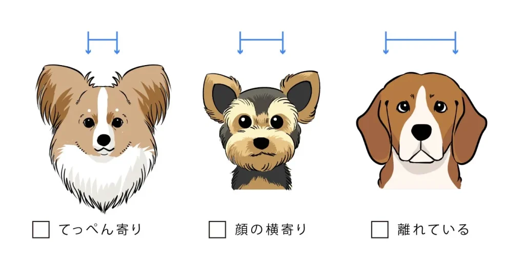 「うちの子」に似ないのはなぜ?プロが教える「観察チェックリスト」と「愛のデフォルメ」のコツ
耳の位置
【作画のヒント】
離れていると少し幼くのんびりした印象に。