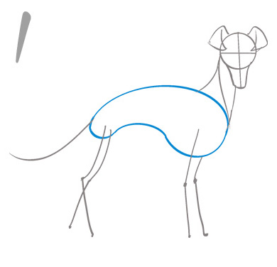 グレイハウンドのイラスト講座
1．胴体は鮭の切り身を意識する

他の犬種よりも胸は深く、お腹はキュッと引き締まっているのが特徴が顕著です。この「深い胸」と「細いウエスト」のコントラストを強調することで、グレイハウンド特有のシルエットが完成します。